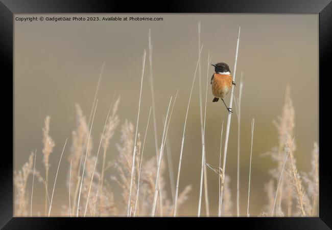 Stonechat within the reeds  Framed Print by GadgetGaz Photo