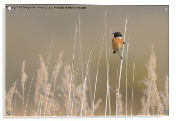 Stonechat within the reeds  Acrylic by GadgetGaz Photo