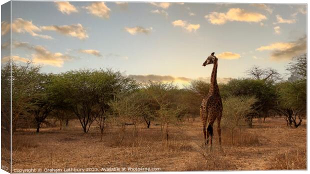 Giraffe - Senegal Canvas Print by Graham Lathbury