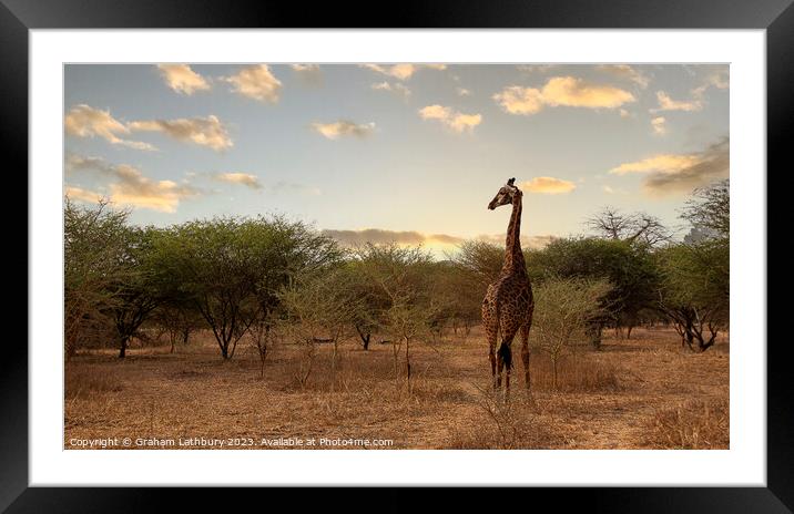 Giraffe - Senegal Framed Mounted Print by Graham Lathbury