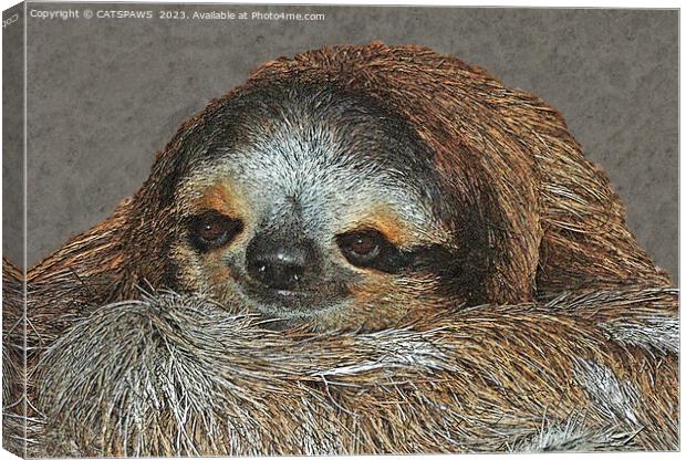 SLOTH LOVE Canvas Print by CATSPAWS 