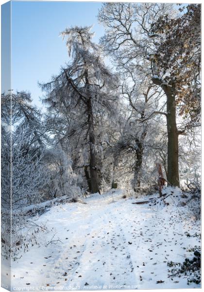 Snow covered in public footpath in the Scottish Borders Canvas Print by Dave Collins