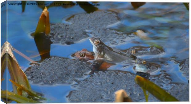 Amorous Amphibians in Radcliffe Waters Canvas Print by Derrick Fox Lomax