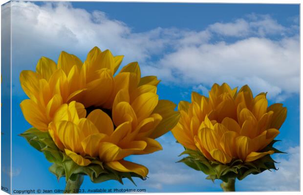 Sunflowers reaching for the sky Canvas Print by Jean Gilmour