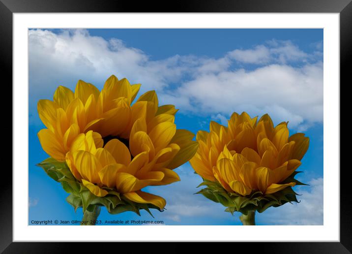 Sunflowers reaching for the sky Framed Mounted Print by Jean Gilmour