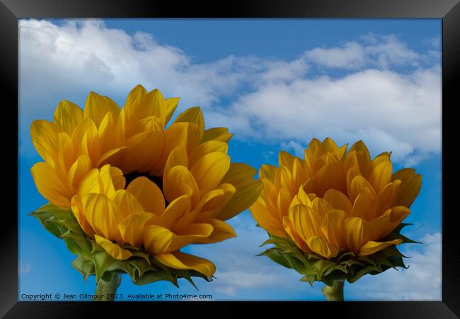 Sunflowers reaching for the sky Framed Print by Jean Gilmour