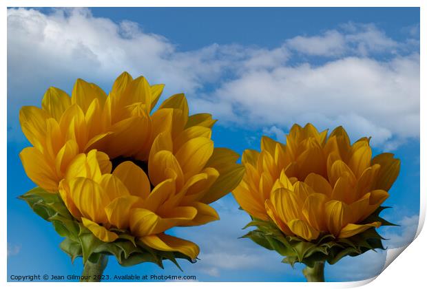 Sunflowers reaching for the sky Print by Jean Gilmour