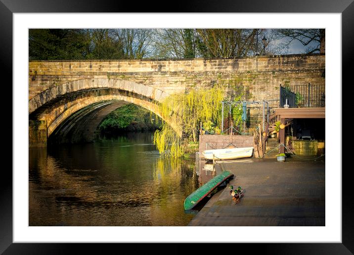 Majestic Mallards by the Knaresborough Waterside Framed Mounted Print by Tim Hill