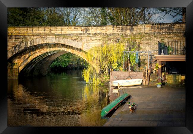 Majestic Mallards by the Knaresborough Waterside Framed Print by Tim Hill