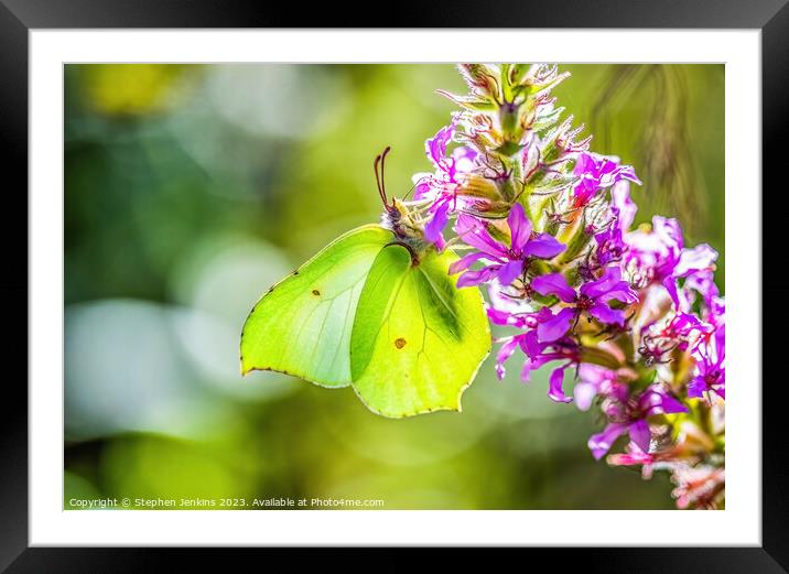 A Brimstone Butterfly Framed Mounted Print by Stephen Jenkins