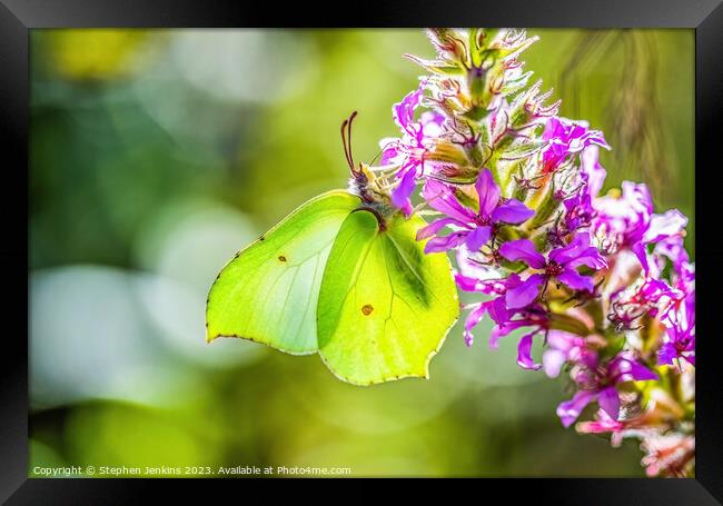 A Brimstone Butterfly Framed Print by Stephen Jenkins