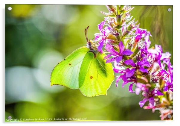 A Brimstone Butterfly Acrylic by Stephen Jenkins