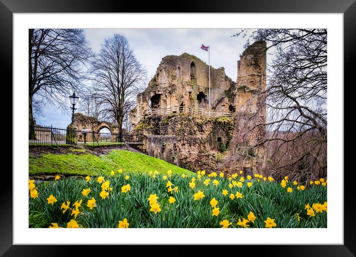 Knaresborough Castle Daffodils Framed Mounted Print by Tim Hill