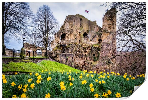 Knaresborough Castle Daffodils Print by Tim Hill