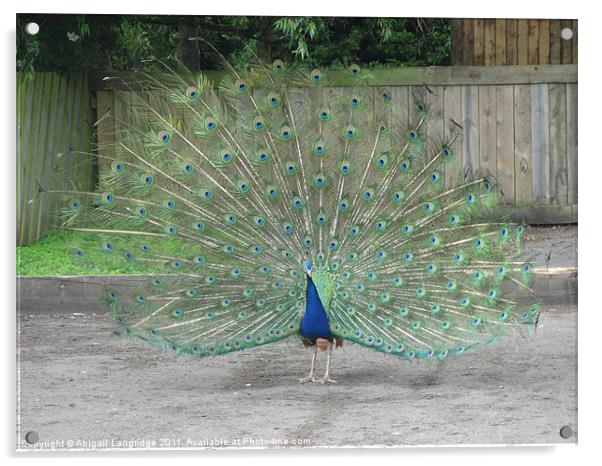 Peacock Acrylic by Abigail Langridge