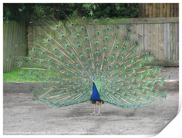 Peacock Print by Abigail Langridge