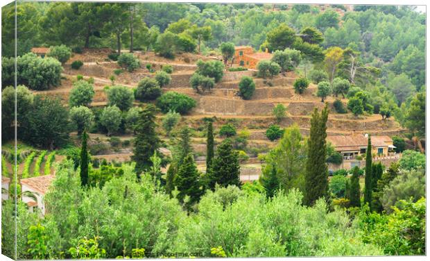 View of mediterranean terraced mountain landscape Canvas Print by Alex Winter