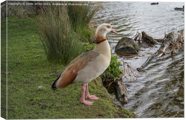 Springtime with Egyptian goose Canvas Print by Kevin White
