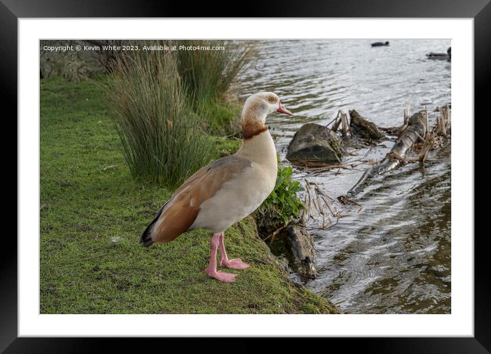Springtime with Egyptian goose Framed Mounted Print by Kevin White
