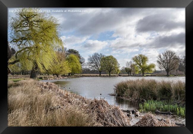 Weeping willow tree coming back to life in spring Framed Print by Kevin White