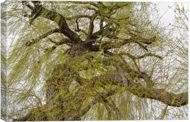 View into the canopy of a Weeping Willow tree in spring Canvas Print by Kevin White