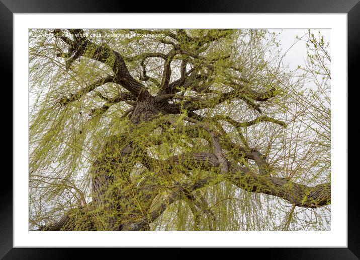 View into the canopy of a Weeping Willow tree in spring Framed Mounted Print by Kevin White