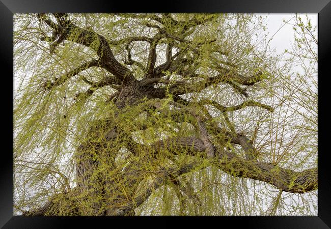 View into the canopy of a Weeping Willow tree in spring Framed Print by Kevin White