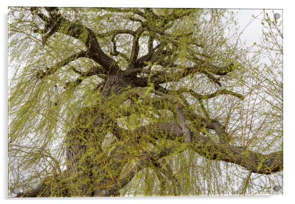 View into the canopy of a Weeping Willow tree in spring Acrylic by Kevin White