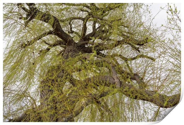 View into the canopy of a Weeping Willow tree in spring Print by Kevin White