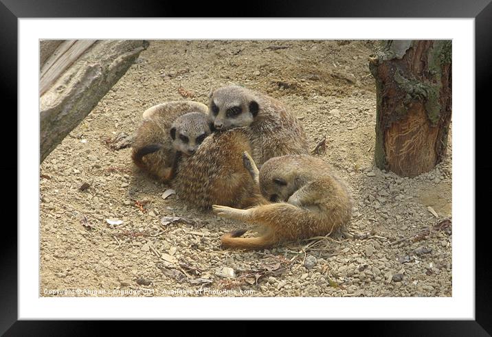 Young meerkats Framed Mounted Print by Abigail Langridge