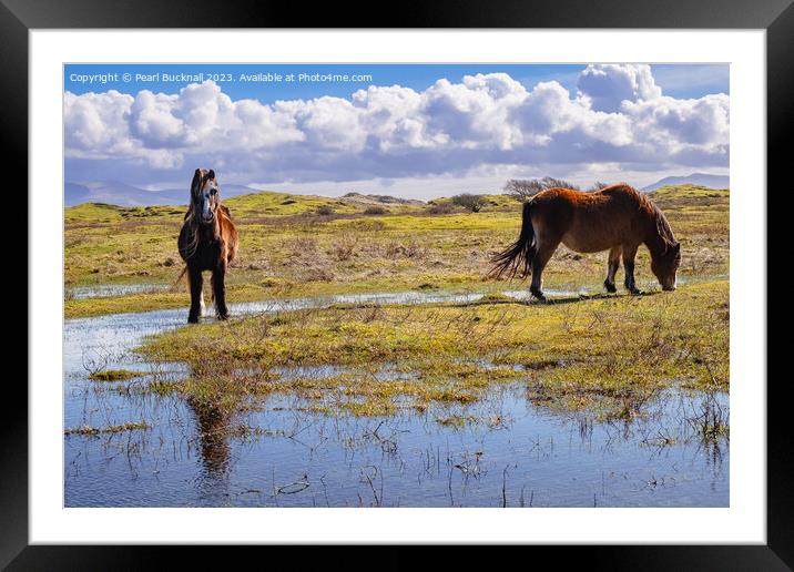 Newborough Warren ponies Anglesey Framed Mounted Print by Pearl Bucknall
