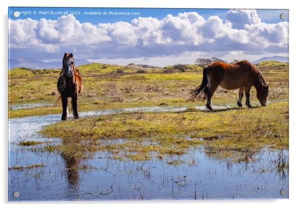 Newborough Warren ponies Anglesey Acrylic by Pearl Bucknall