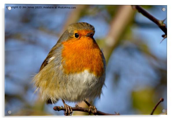  Robin in winter sunshine Acrylic by Jim Jones