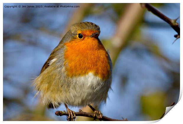  Robin in winter sunshine Print by Jim Jones