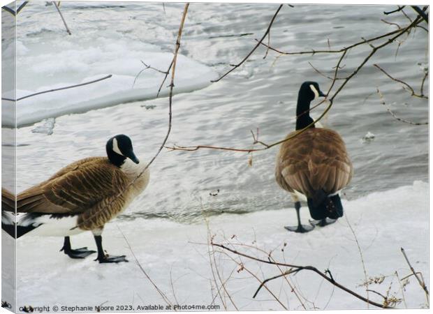 Canada geese Canvas Print by Stephanie Moore