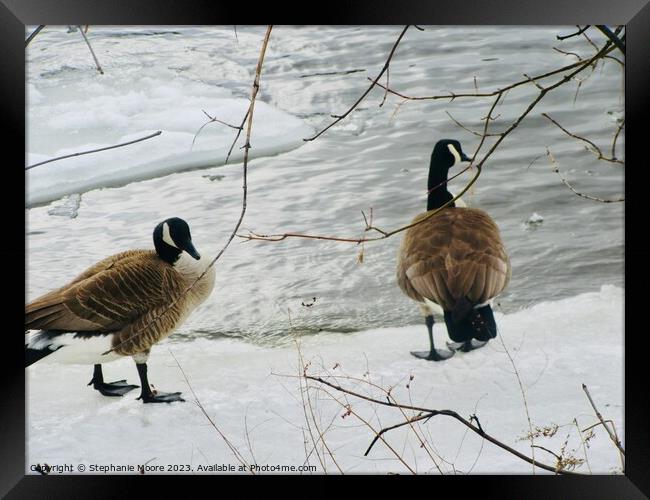 Canada geese Framed Print by Stephanie Moore