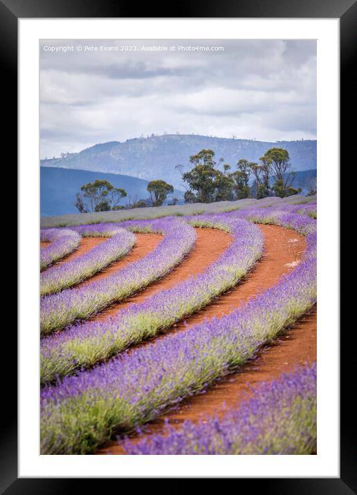 Lavender Days Framed Mounted Print by Pete Evans