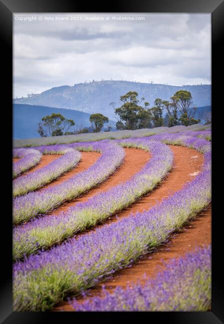 Lavender Days Framed Print by Pete Evans