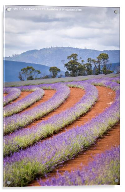 Lavender Days Acrylic by Pete Evans