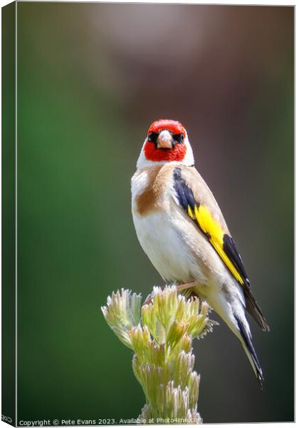The Goldfinch Canvas Print by Pete Evans