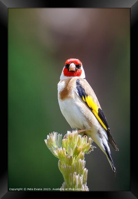 The Goldfinch Framed Print by Pete Evans
