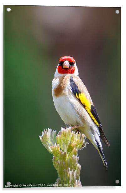 The Goldfinch Acrylic by Pete Evans
