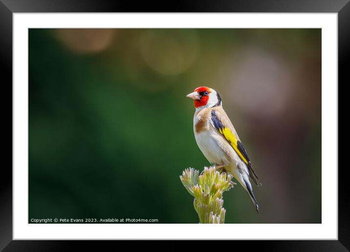 Goldfinch Landscape Framed Mounted Print by Pete Evans