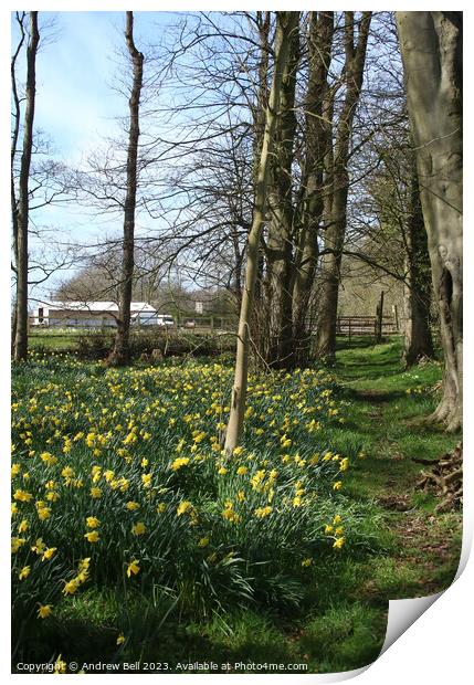 Daffodil footpath Print by Andrew Bell