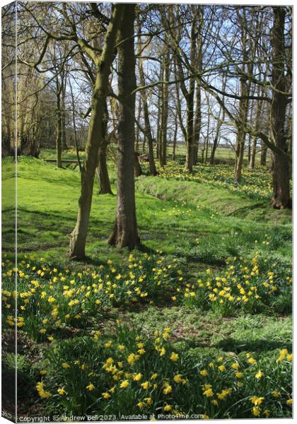 Daffodil Wood Canvas Print by Andrew Bell