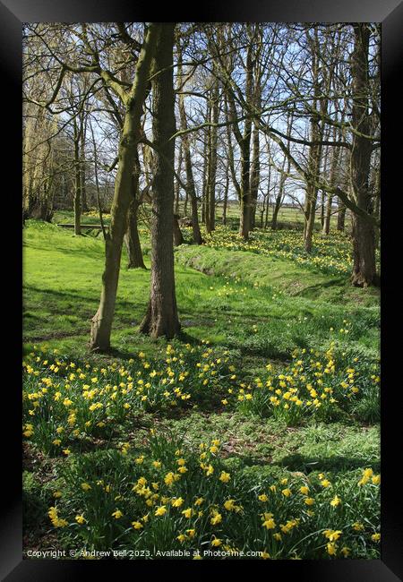 Daffodil Wood Framed Print by Andrew Bell