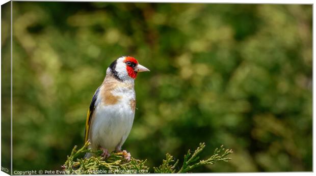Goldfinch perched Canvas Print by Pete Evans