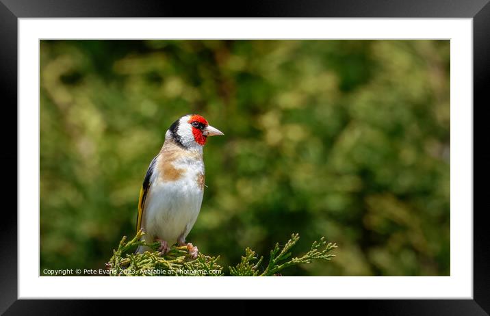 Goldfinch perched Framed Mounted Print by Pete Evans
