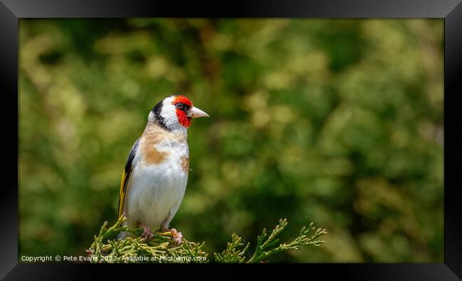 Goldfinch perched Framed Print by Pete Evans