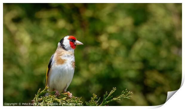 Goldfinch perched Print by Pete Evans